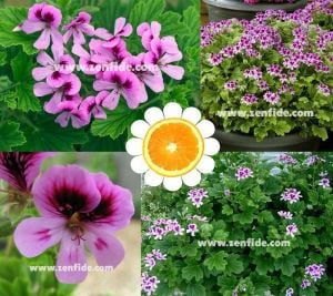 Portakal kokulu sardunya fidesi sivrisinek kovucu pelargonium odorata orange 7 yada 9 cm saksıda