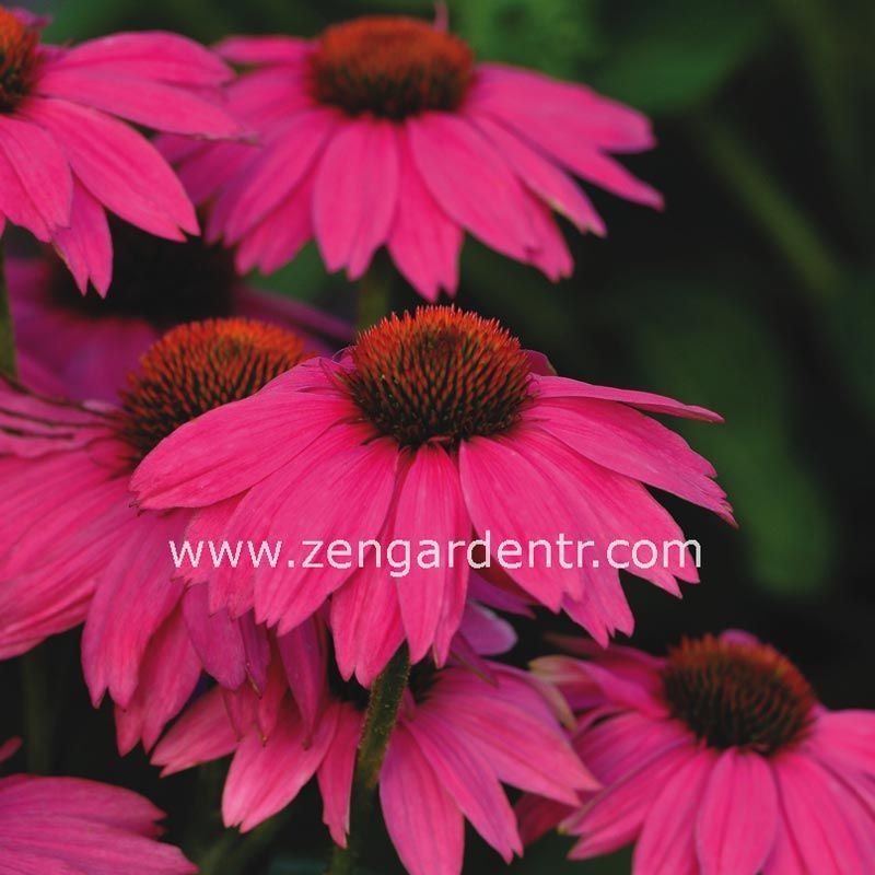 Şeker pembe ekinezya echinacea echinacea powwow wild berry 10 adet