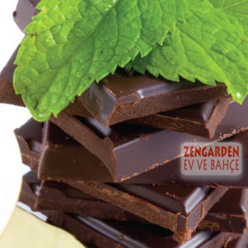 Çikolatalı nane fidesi mentha piperita chocolate mint