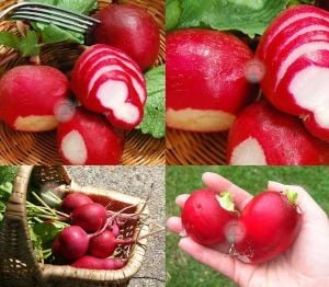 Geleneksel Alman dev turp tohumu german giant radish