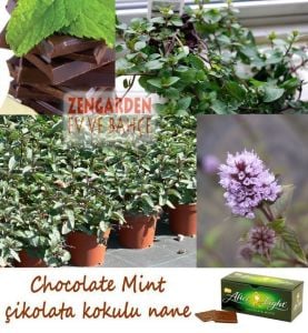 Çikolatalı nane fidesi mentha piperita chocolate mint