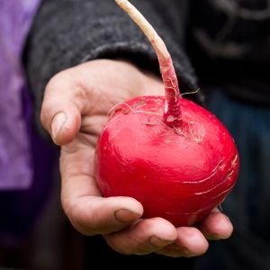 Geleneksel Alman dev turp tohumu german giant radish