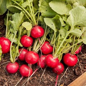 Geleneksel Alman dev turp tohumu german giant radish
