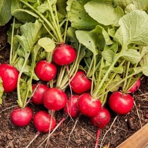 Geleneksel Alman dev turp tohumu german giant radish