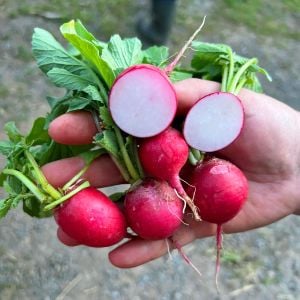 Geleneksel Alman dev turp tohumu german giant radish