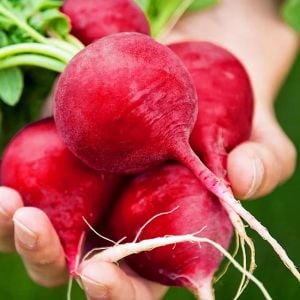 Geleneksel Alman dev turp tohumu german giant radish