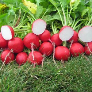 Geleneksel Alman dev turp tohumu german giant radish