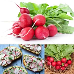 Geleneksel Alman dev turp tohumu german giant radish