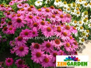Şeker pembe ekinezya echinacea echinacea powwow wild berry 25 adet