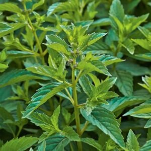 Abura Japon yağlık nane fidesi mentha arvensis