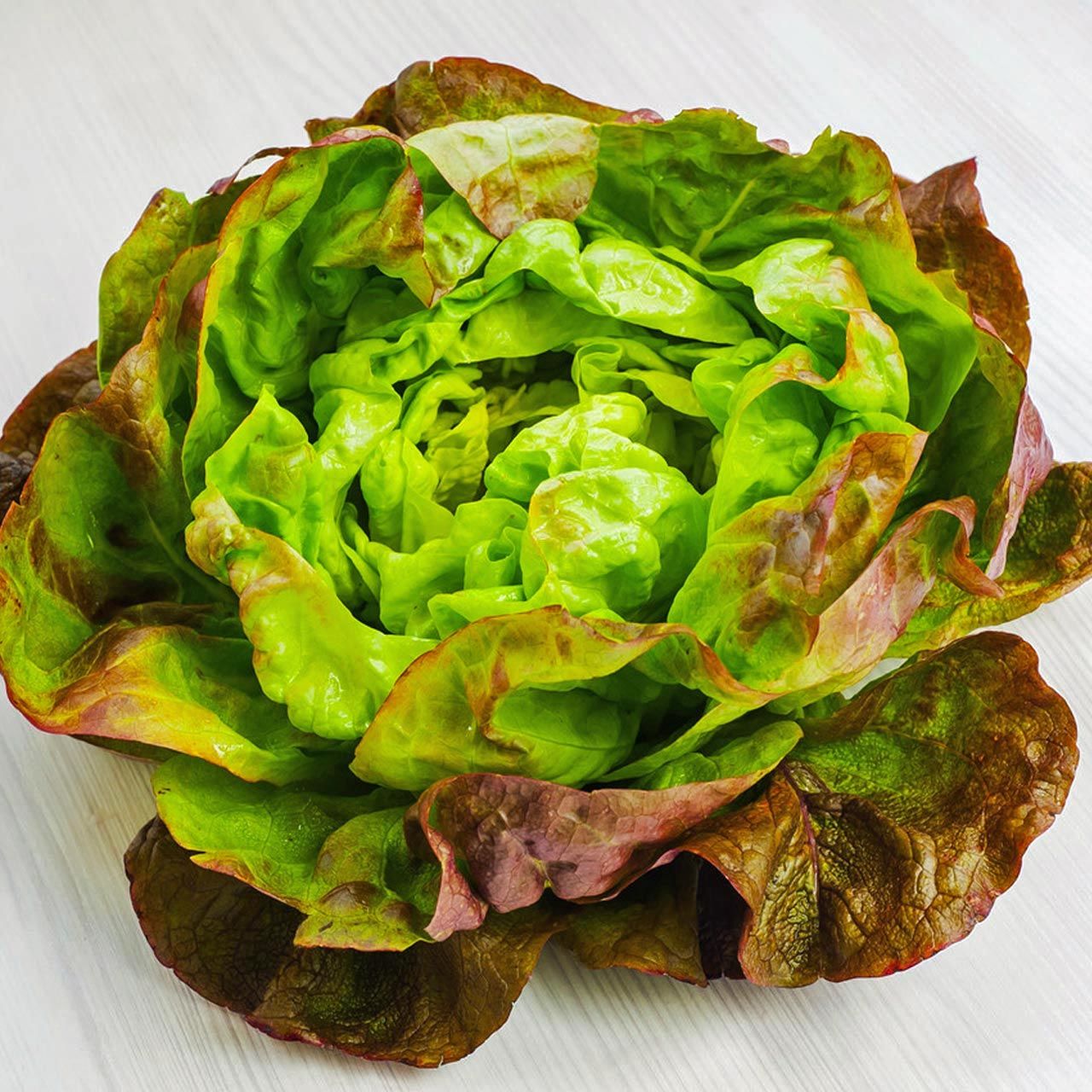 Minyatür fındık marul tohumu bronze mignonette