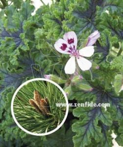 Çam kokulu sardunya fidesi sivrisinek kovucu pelargonium odorata pino 1 fide