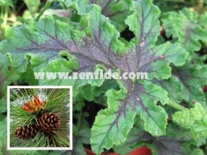 Çam kokulu sardunya fidesi sivrisinek kovucu pelargonium odorata pino 1 fide