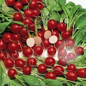 Mini saksılık turp tohumu cherry belle geleneksel