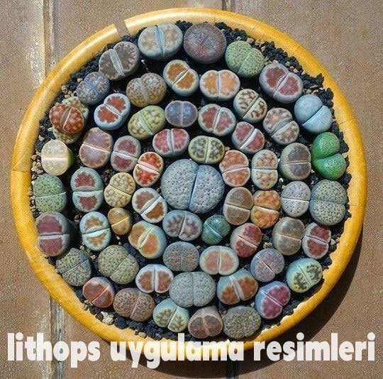 Lithops 3-5 yaş yetişmiş karışık renkler 20 adet
