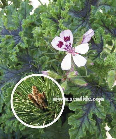 Çam kokulu sardunya fidesi sivrisinek kovucu pelargonium odorata pino 7 yada 9 cm saksıda