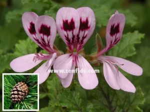 Çam kokulu sardunya fidesi sivrisinek kovucu pelargonium odorata pino 7 yada 9 cm saksıda