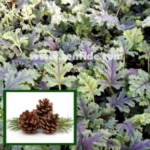 Çam kokulu sardunya fidesi sivrisinek kovucu pelargonium odorata pino 7 yada 9 cm saksıda