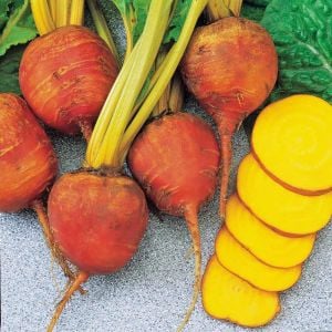 Burpee altın pancar tohumu atalık burpee's golden beet