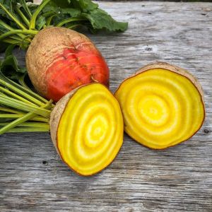 Burpee altın pancar tohumu atalık burpee's golden beet