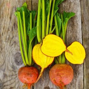Burpee altın pancar tohumu atalık burpee's golden beet