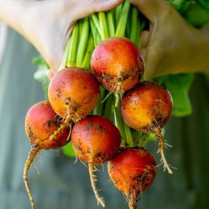 Burpee altın pancar tohumu atalık burpee's golden beet
