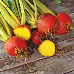 Burpee altın pancar tohumu atalık burpee's golden beet