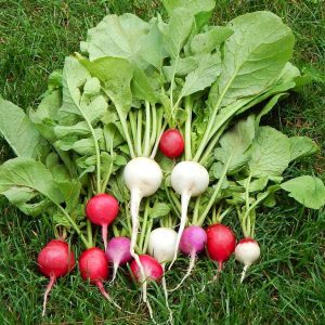 Mini turp tohumu geleneksel gökkuşağı karışımı yumurta şekilli