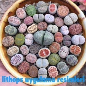 Lithops 3-5 yaş yetişmiş karışık renkler 3 adet