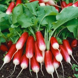 Fransız turp tohumu geleneksel kahvaltılık kırmızı beyaz raphanus sativus