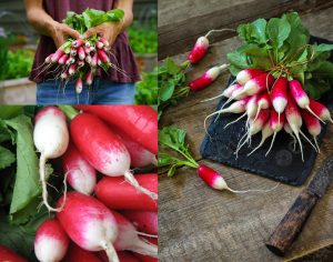 Fransız turp tohumu geleneksel kahvaltılık kırmızı beyaz raphanus sativus