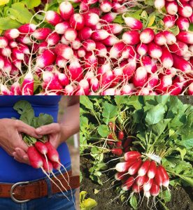 Fransız turp tohumu geleneksel kahvaltılık kırmızı beyaz raphanus sativus
