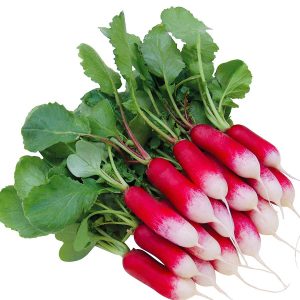 Fransız turp tohumu geleneksel kahvaltılık kırmızı beyaz raphanus sativus
