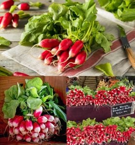 Fransız turp tohumu geleneksel kahvaltılık kırmızı beyaz raphanus sativus
