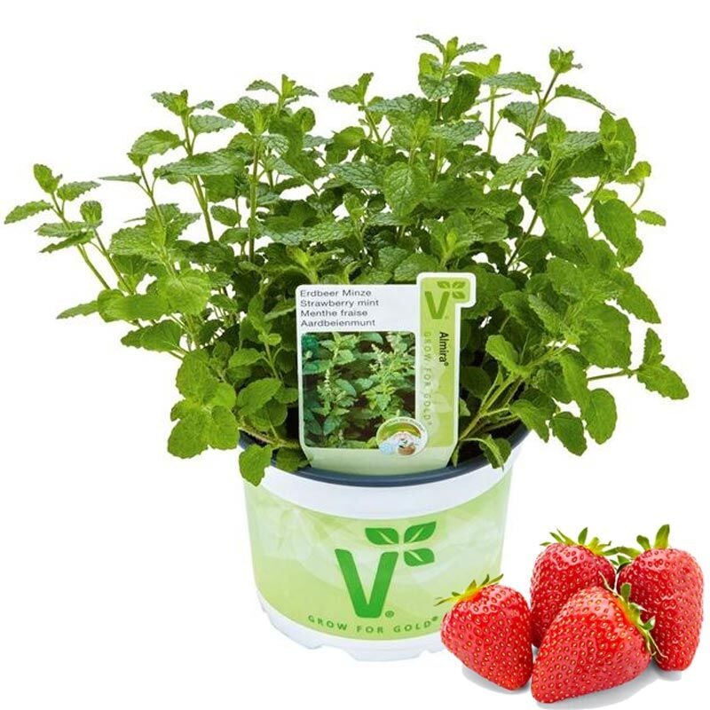 Çilek kokulu nane fidesi almira mentha spp. çilek nanesi