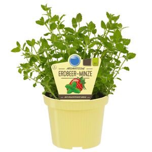 Çilek kokulu nane fidesi almira mentha spp. çilek nanesi