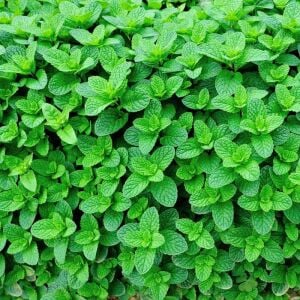 Çilek kokulu nane fidesi almira mentha spp. çilek nanesi