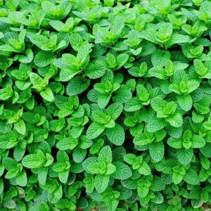 Çilek kokulu nane fidesi almira mentha spp. çilek nanesi