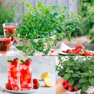 Çilek kokulu nane fidesi almira mentha spp. çilek nanesi