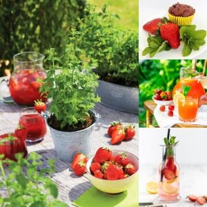 Çilek kokulu nane fidesi almira mentha spp. çilek nanesi