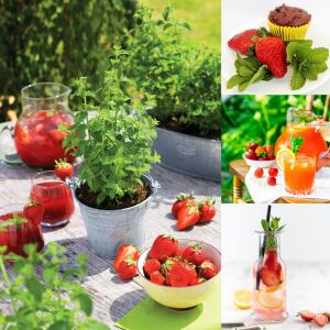Çilek kokulu nane fidesi almira mentha spp. çilek nanesi