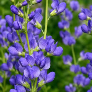 Çivit çiçeği tohumu baptisia australis false indigo