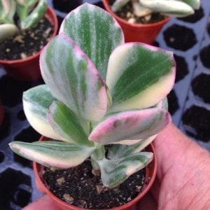 Crassula ovata variegata para ağacı jade plant