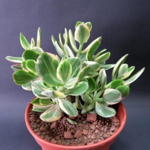 Crassula ovata variegata para ağacı jade plant