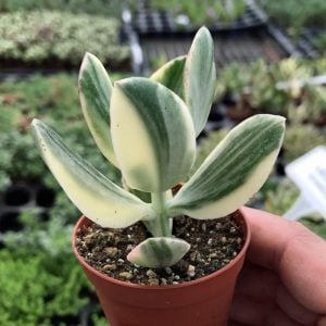 Crassula ovata variegata para ağacı jade plant