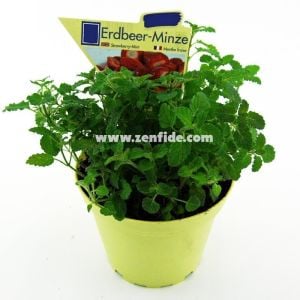 Çilek kokulu nane fidesi almira mentha spp. çilek nanesi