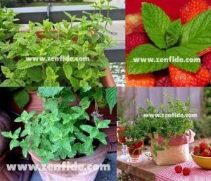 Çilek kokulu nane fidesi almira mentha spp. çilek nanesi