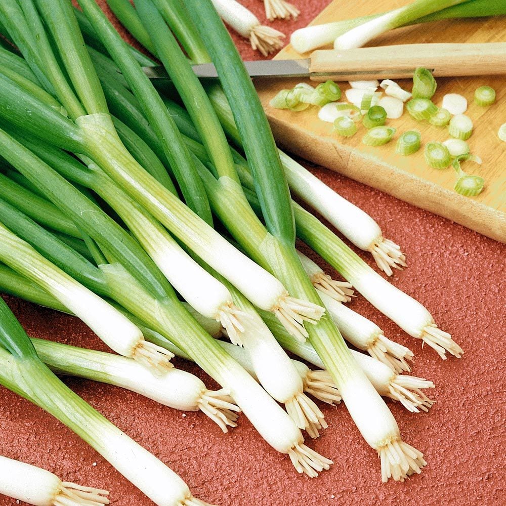 Taze soğan tohumu geleneksel white spear seeds allium fistulosum