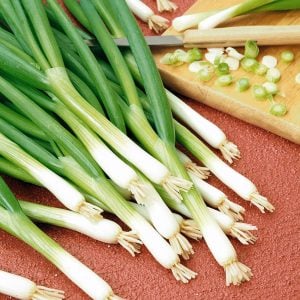 Taze soğan tohumu geleneksel white spear seeds allium fistulosum