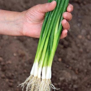Taze soğan tohumu geleneksel white spear seeds allium fistulosum